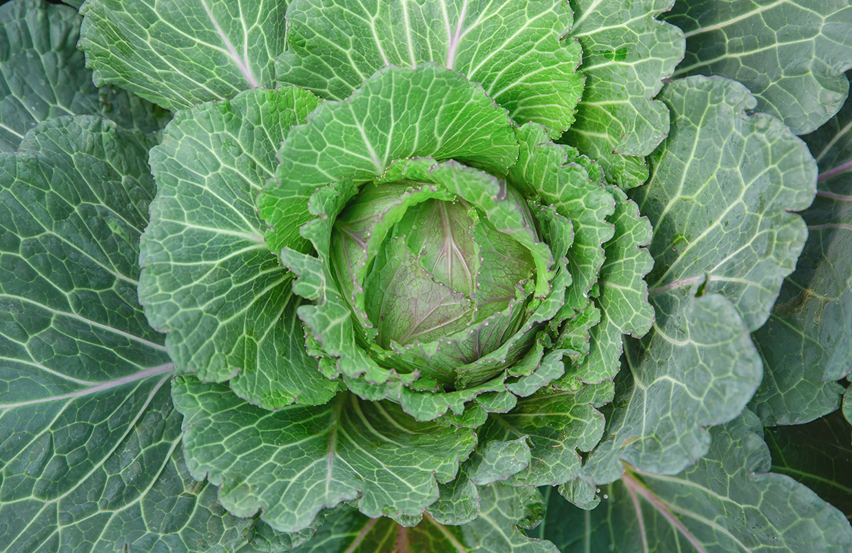 Brassicacee rucola - Bonduelle