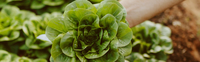 ¿Qué sabes de las ensaladas envasadas?