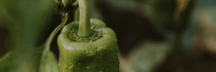 Le bio et le sans résidu de pesticides