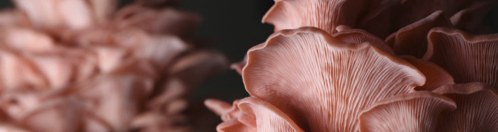 Cultiver des champignons à la maison