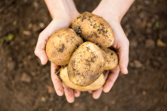 ¿Cómo guardar las patatas peladas?