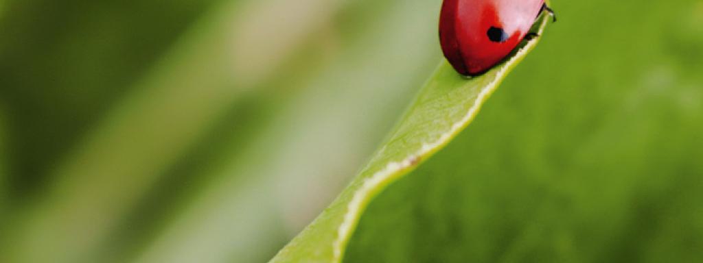 #2 Protection de la biodiversité et des sols