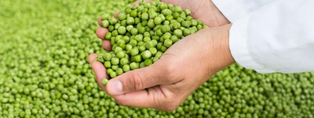 La sélection des légumes chez Bonduelle