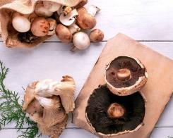 Gljive, svojstva i nutritivne vrijednosti