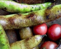 C’est quoi, une portion de légumes ?