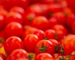 La Tomatina – битва помідорами