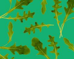 Rucola-Variationen