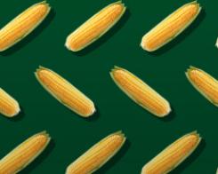 Chaud le show du maïs !