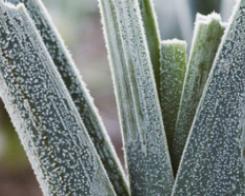 Como preparar o solo da horta para o inverno