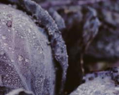 4 Tipps für euren Garten: So macht ihr ihn fit für den Winter