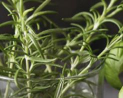 Cultiver des plantes aromatiques chez soi 