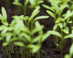 Come fare il compost per il tuo giardino
