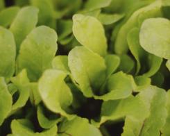 Juntos hacia una alimentación sostenible