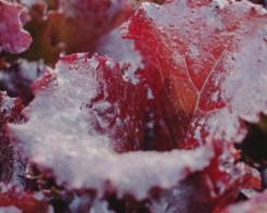 Les champs, les agriculteurs et… La culture de salade. Immersion !