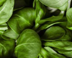 Les salades prêtes à croquer ont-elles encore des secrets pour vous ?