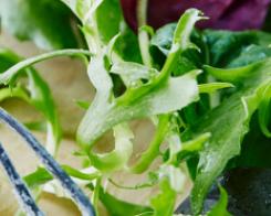 O vinagrete: O tempero perfeito para as suas saladas