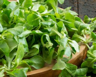 Alles Wissenswerte über den Feldsalat