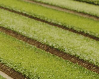 La mâche, salade star de l’hiver : comment ça pousse ?