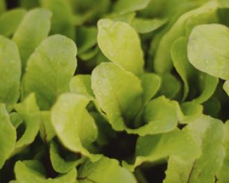 Ensemble vers une alimentation durable