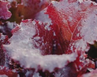 Les champs, les agriculteurs et… La culture de salade. Immersion !