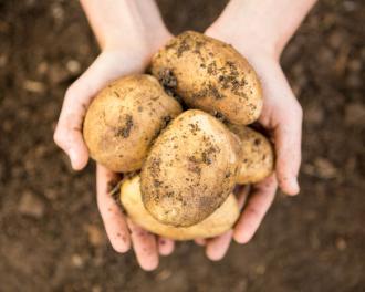 ¿Cómo guardar las patatas peladas?
