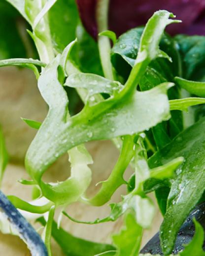 4 einfache Salat-Dressings zum Selbermachen