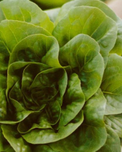 3 interessante Fakten über Tütensalate