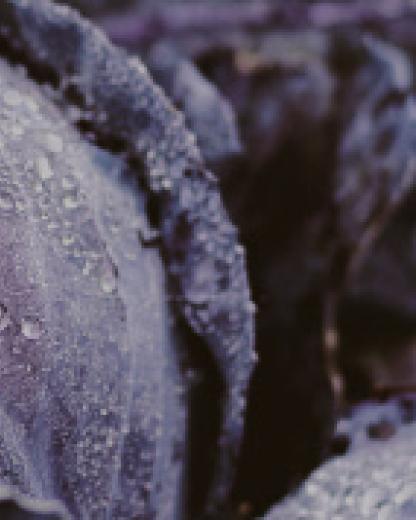 4 Tipps für euren Garten: So macht ihr ihn fit für den Winter