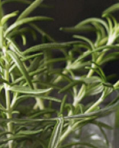 Properly start your aromatic plant crop