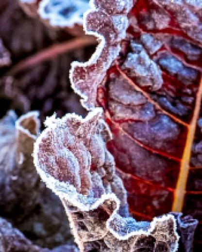 Potager : gare aux coups de froid printaniers !
