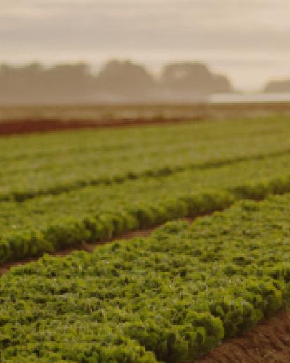 Bonduelle: En koncern med 167 år på nacken
