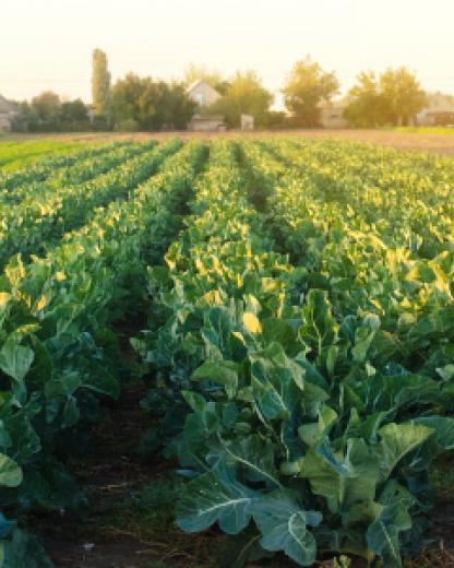 A sustentabilidade cultiva-se