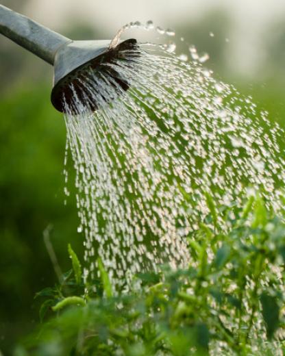 #3 Réduire les pesticides