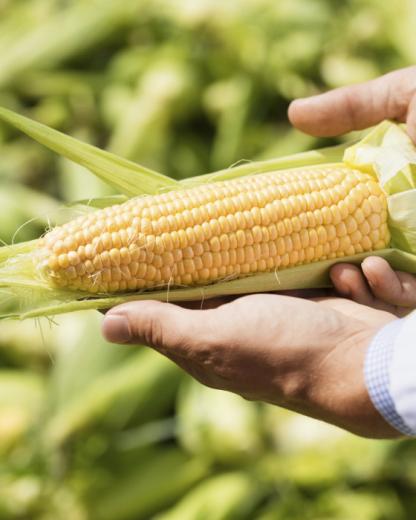 Kukurūzai – natūralus skonis ir universalus ingredientas kasdienai