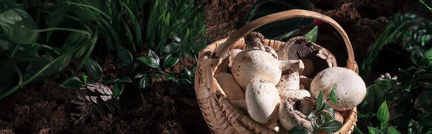 Ciuperci – valori nutritive și alegerea lor corectă