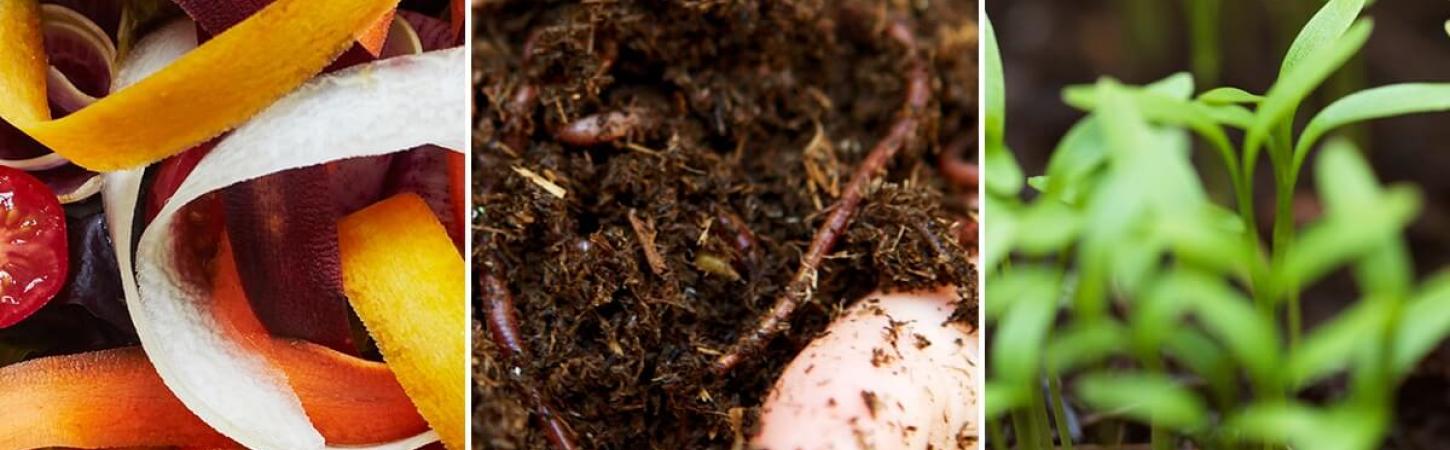 Ce putem pune și ce nu putem pune, atunci când reciclăm, în compost