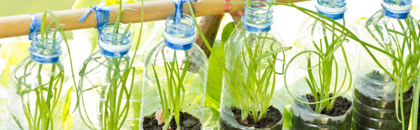 Cultivarea legumelor în containere