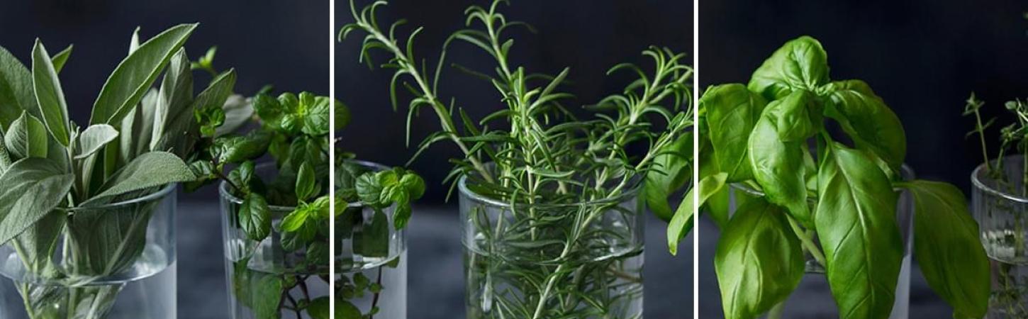 Cum să îți creezi propria cultură de plante aromatice