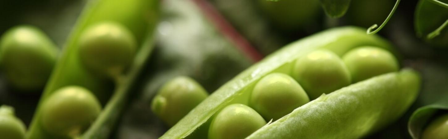 Mazărea verde – mâncarea regilor