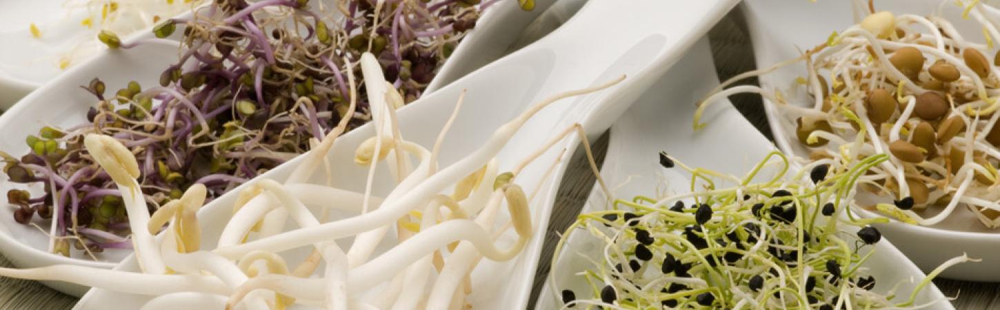 Mugurii – puterea vitaminelor