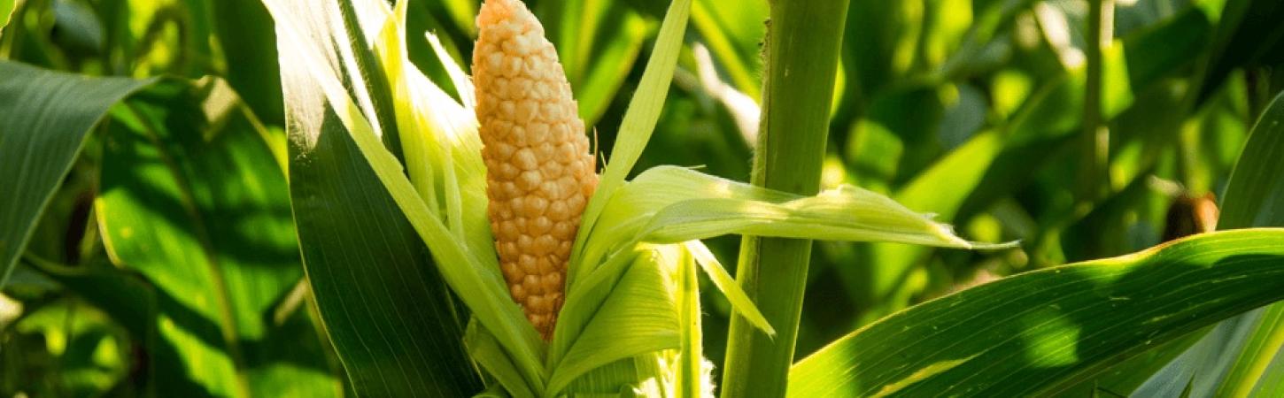 Porumbul - legume fără gluten