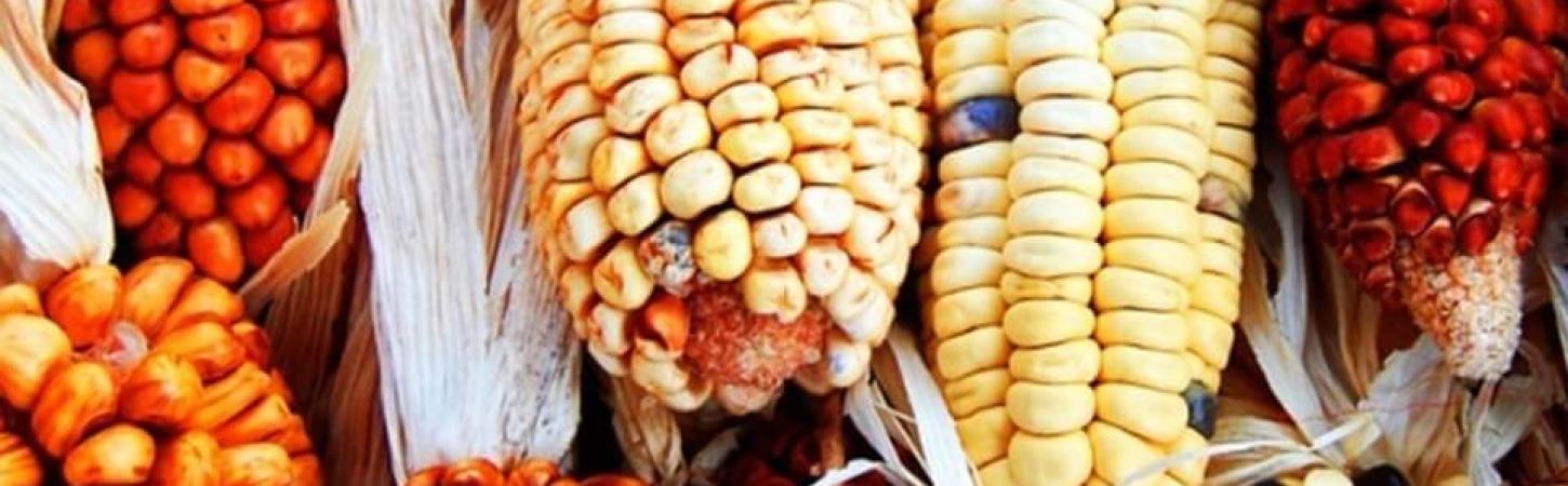 Populaţia Maia scria pe porumb?