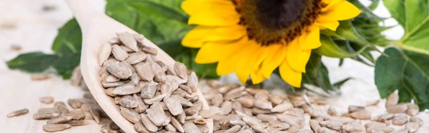 Seminţe de floarea soarelui – un aperitiv gustos şi nutritiv