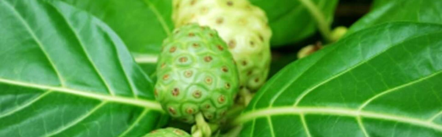 Sucul de noni: aminoacizi şi vitamine cu proprietăţi medicinale