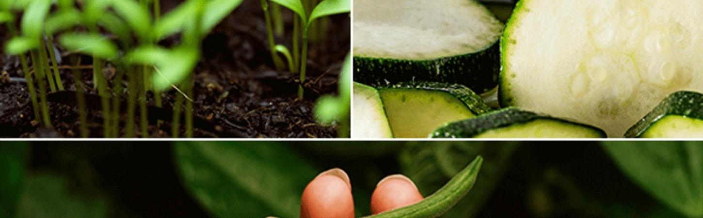 Sustenabilitatea este un lucru pe care trebuie să îl cultivi
