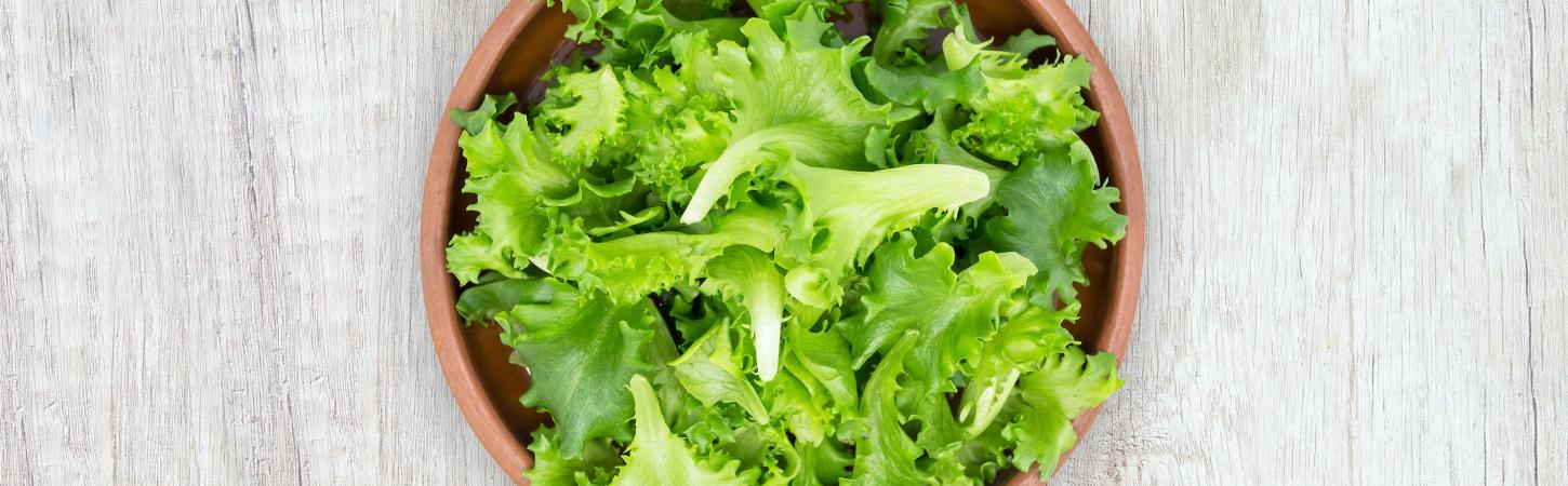 Lattughino: proprietà, usi in cucina e differenze con la lattuga