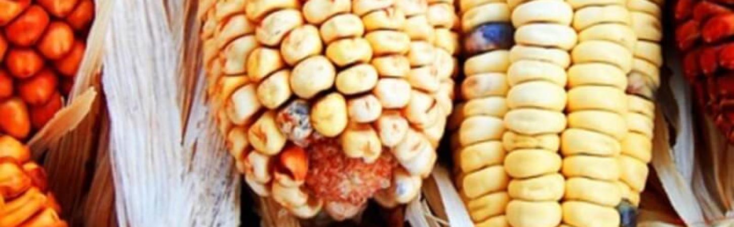 Дали маите са писали върху царевицата?