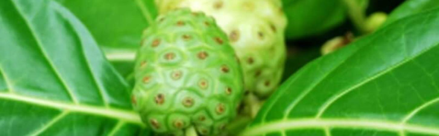 Нони - индийска черница или древния аспирин