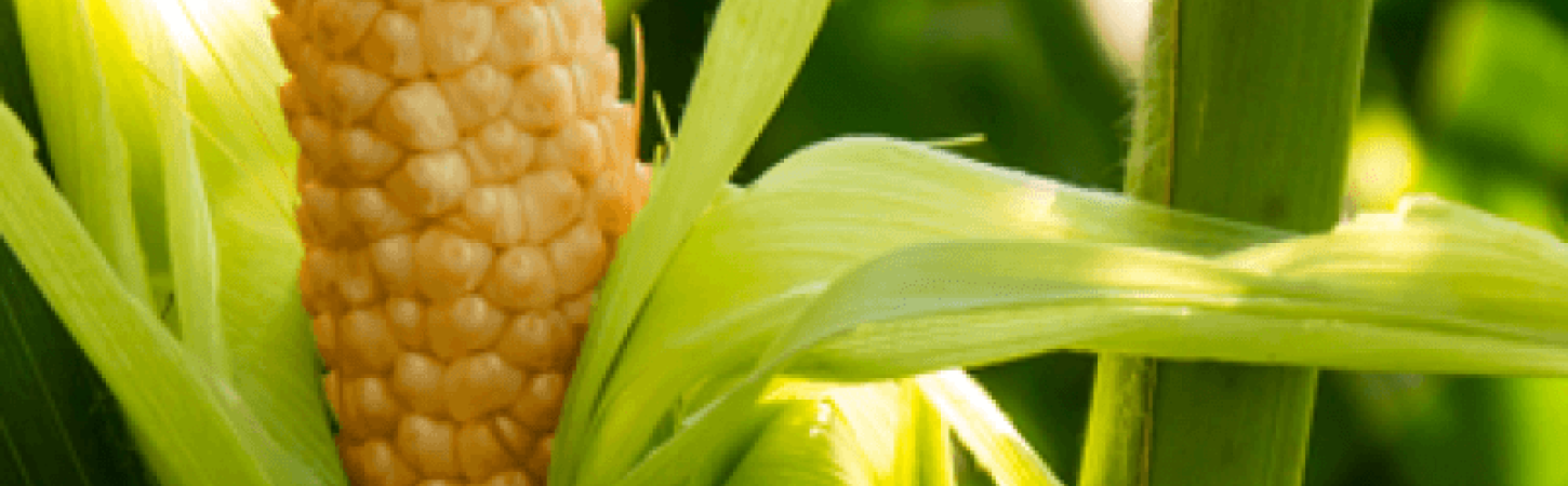 Kukuruz – povrće bez glutena