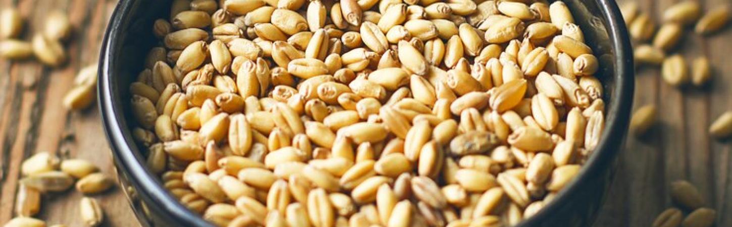 Farro: proprietà, benefici e come cucinarlo
